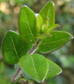 Wilson's Honeysuckle