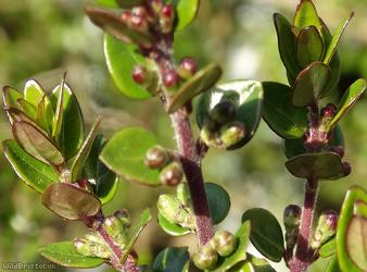 Wilson's Honeysuckle