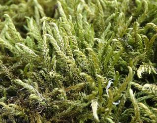 image for Fox-tail Feather-moss