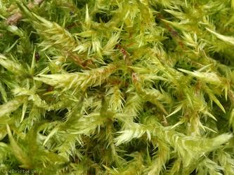 Pointed Spear-moss
