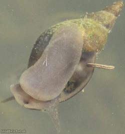 image for Great Pond Snail