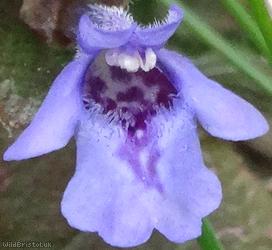 Ground Ivy