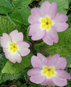 image for Cultivated Primrose