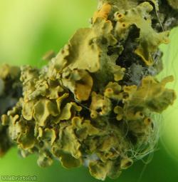 Xanthoria parietina