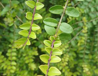 Wilson's Honeysuckle