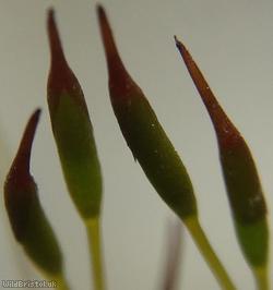 Common Pincushion