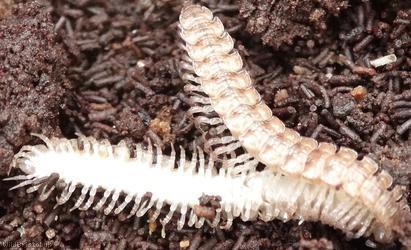 image for Common Flat-backed Millipede