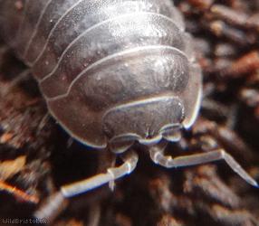 Nosy Pill Woodlouse