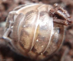 Nosy Pill Woodlouse