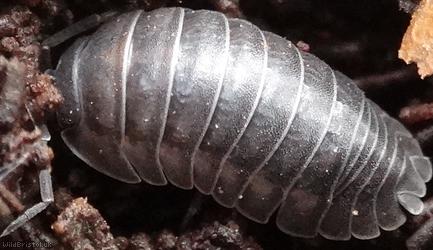Nosy Pill Woodlouse