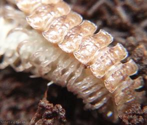 Common Flat-backed Millipede
