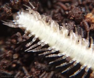Common Flat-backed Millipede