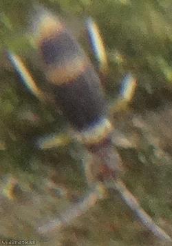 image for Entomobrya albocincta