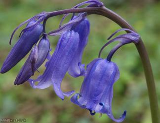image for English Bluebell