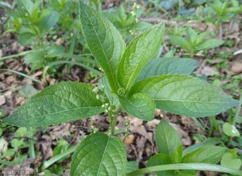 Dog's Mercury