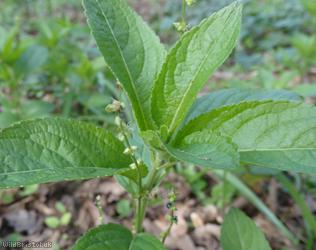 Dog's Mercury