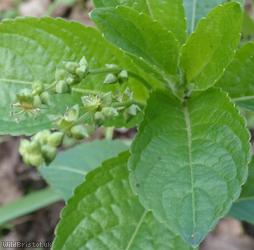 Dog's Mercury