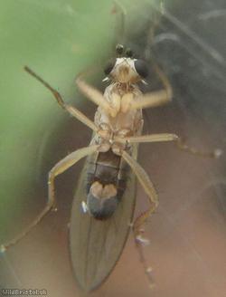 Lonchoptera tristis