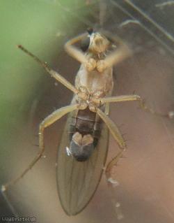 Lonchoptera tristis