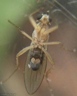 Lonchoptera tristis