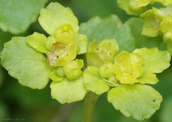 Opposite-leaved Golden Saxifrage