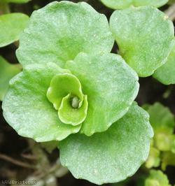 Opposite-leaved Golden Saxifrage