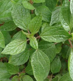 Pellitory-of-the-Wall