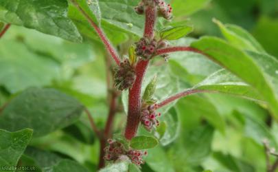Pellitory-of-the-Wall
