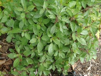 Pellitory-of-the-Wall