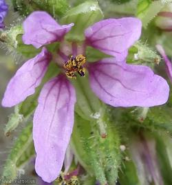 image for Musk Stork's-bill