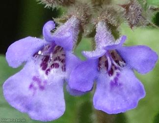 Ground Ivy