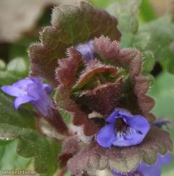Ground Ivy
