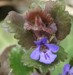 Ground Ivy