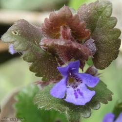 Ground Ivy