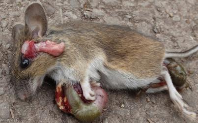 image for Wood Mouse