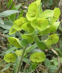 Wood Spurge