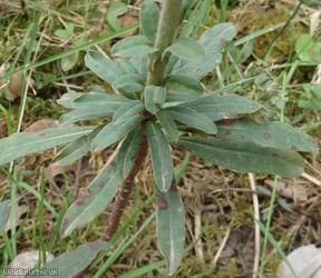 Wood Spurge