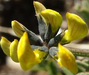 Horseshoe Vetch