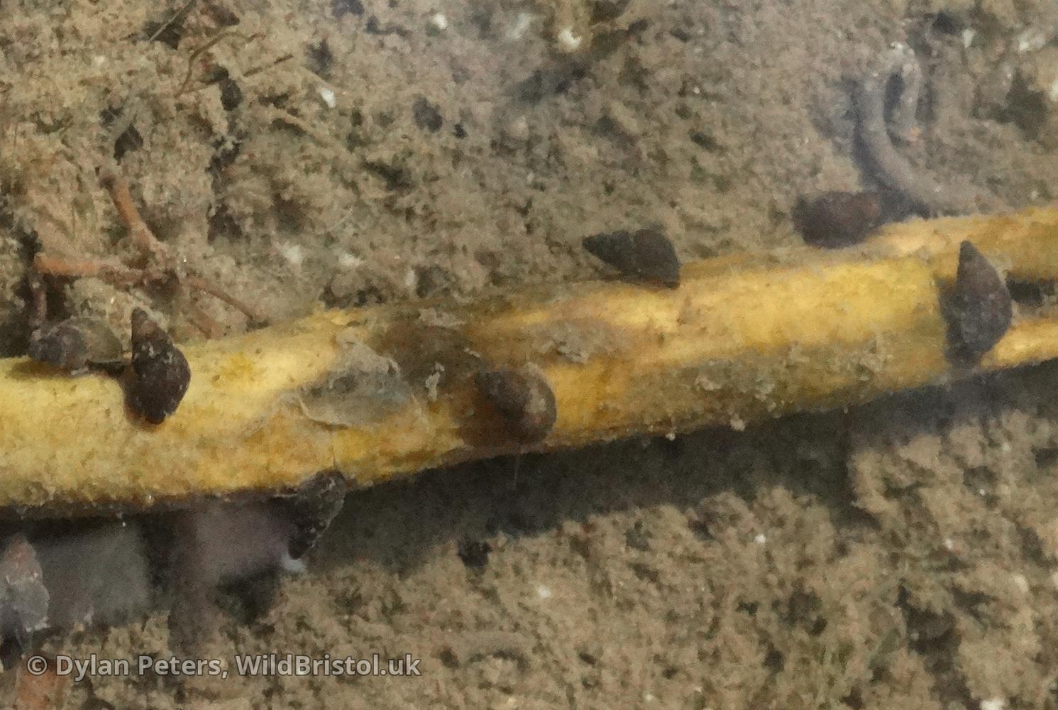 Dwarf Pond Snail (Galba truncatula)