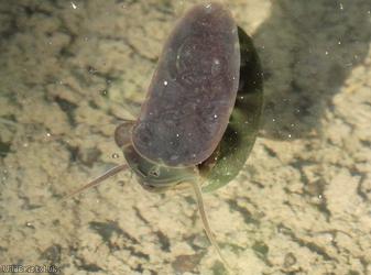 Great Ramshorn Snail