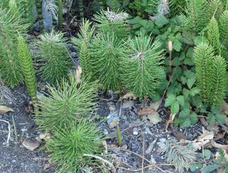 image for Great Horsetail