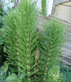 Great Horsetail