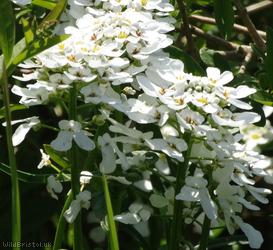 image for Perennial Candytuft