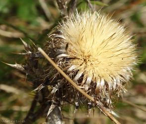 image for Carline Thistle