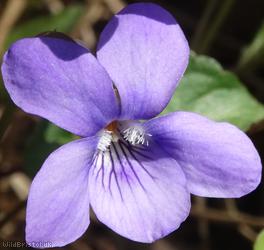 image for Common Dog-violet