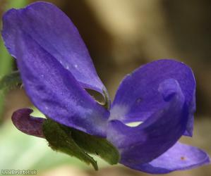 image for Hairy Violet
