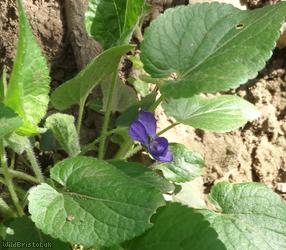 Hairy Violet