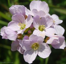 image for Cuckoo Flower