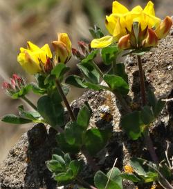 Common Bird's-foot Trefoil