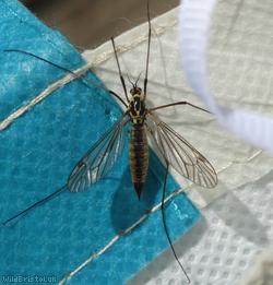 image for Spotted Cranefly